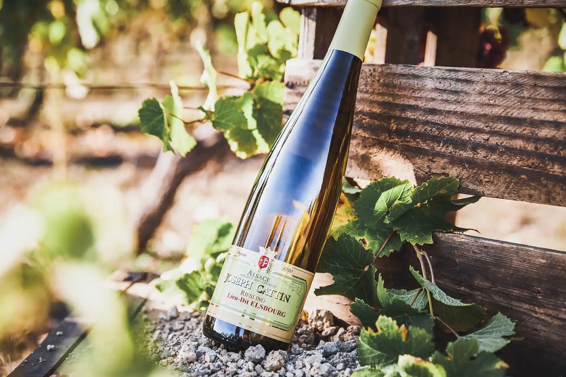 JOSEPHCATTIN-RIESLING-LIEUDIT-ELSBOURG-3