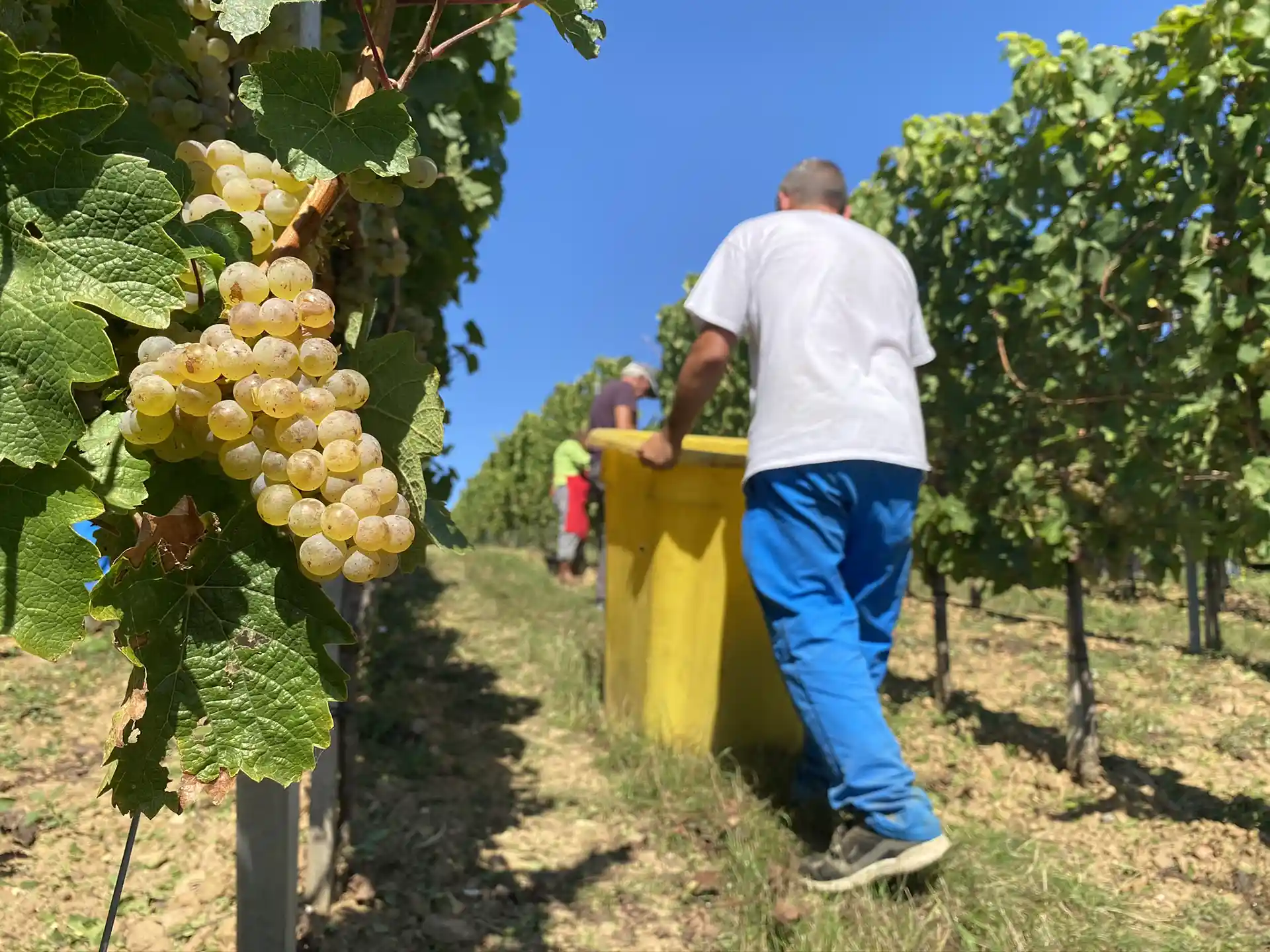 Vignes Cattin
