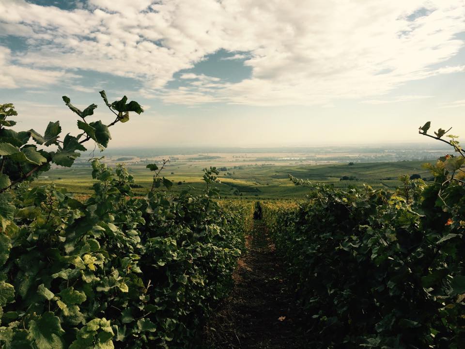 Vue sur le vignoble Alsace - Joseph Cattin