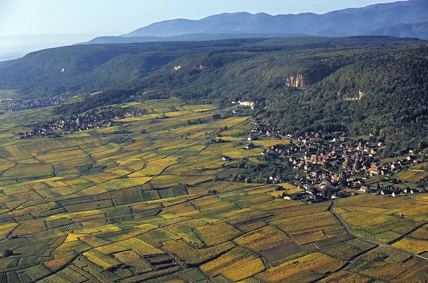 Cultiver Joseph Cattin Alsace